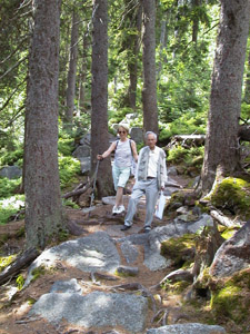 Wald1.jpg