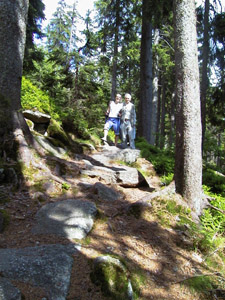 Wald 2.jpg